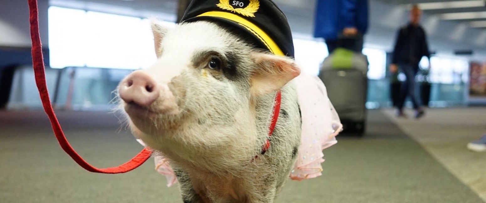 LiLou: Das Anti-Flugangst-Schweinchen